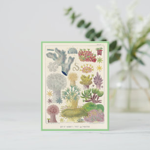 Postal Gran barrera de arrecife de Australia, Alcyonaria,