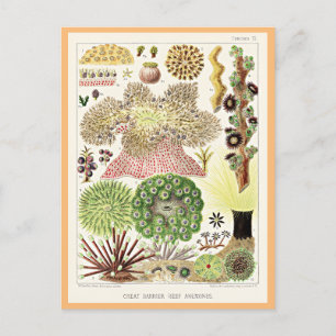Postal Gran barrera de arrecife de Australia Anemones