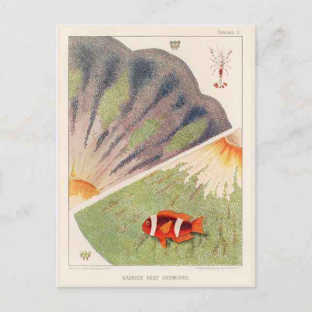 Postal Gran barrera de arrecife de Australia de Anémonas (Anverso)