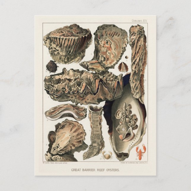 Postal Gran barrera de arrecife de Australia Ostras (Anverso)