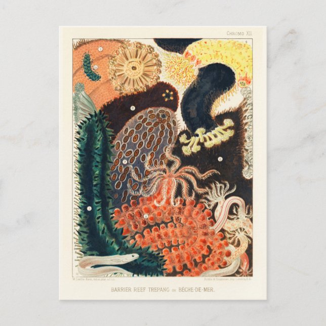 Postal Gran Barrera de Arrecife Trepang o Bêche-de-Mer (Anverso)