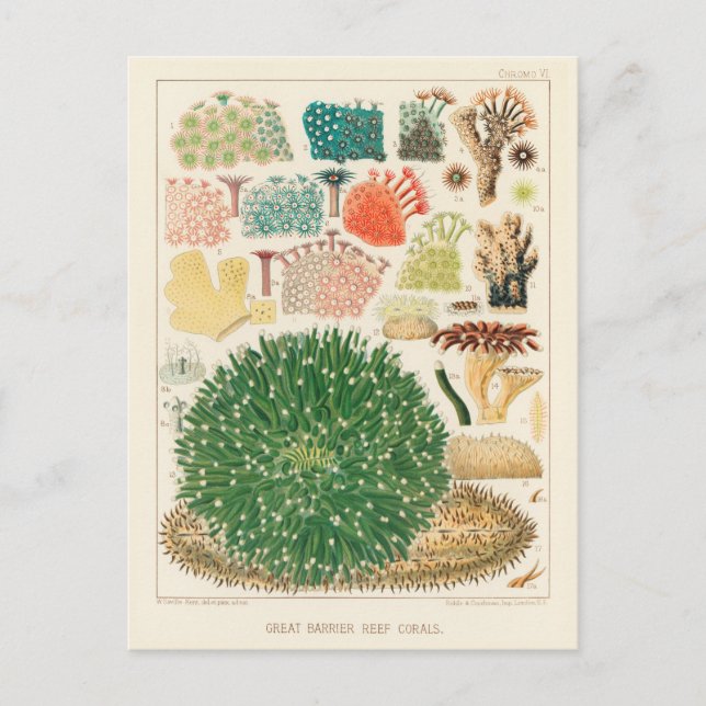 Postal Gran barrera de coral de Australia (Anverso)