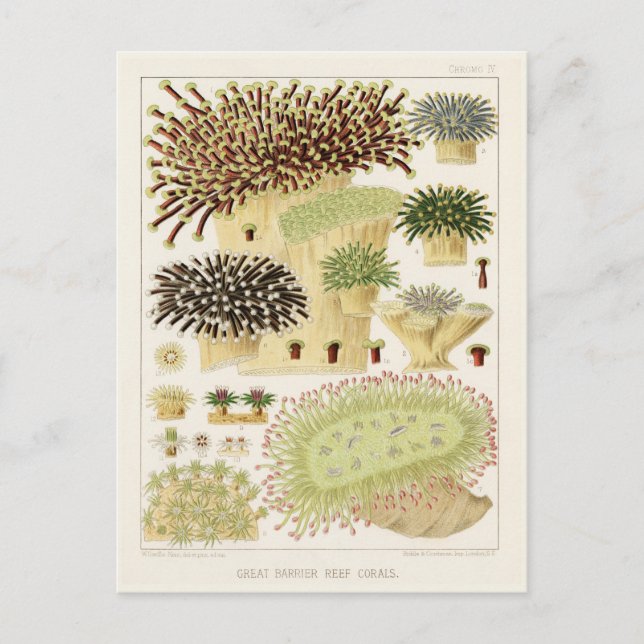 Postal Gran barrera de coral de Australia (Anverso)