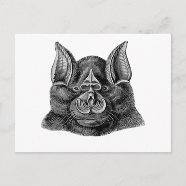 Postal Gran Bat de Horseshoe (Anverso)