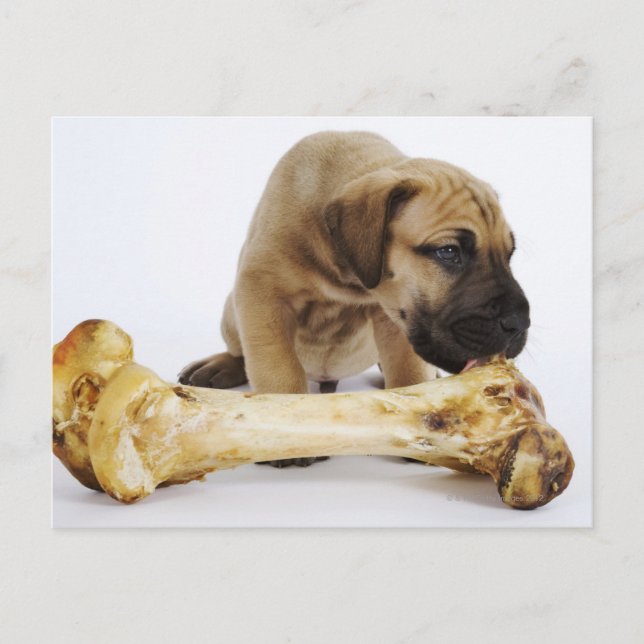 Postal Gran cachorro danés con hueso en estudio (Anverso)