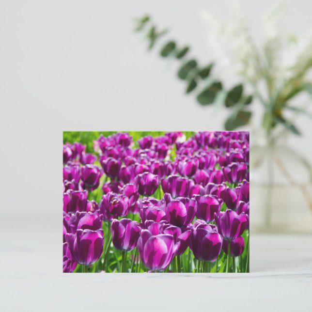Postal Gran campo de tulipanes púrpura (Anverso de pie)