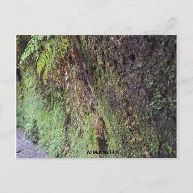 Postal Gran Cañón (Anverso)