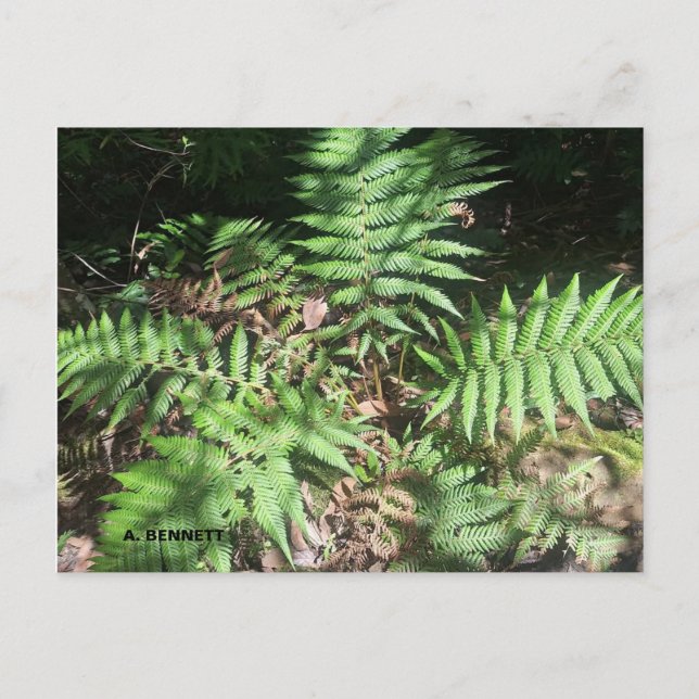 Postal Gran Cañón (Anverso)