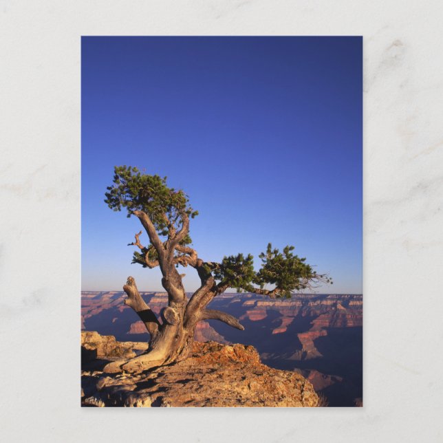 Postal Gran Cañón, Arizona, EE. UU. (Anverso)