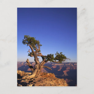 Postal Gran Cañón, Arizona, Estados Unidos