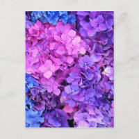 Gran cantidad de hortensias moradas y azules