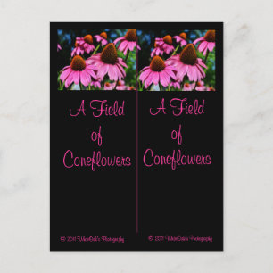 Postal Gran cantidad de marcadores de Coneflowers