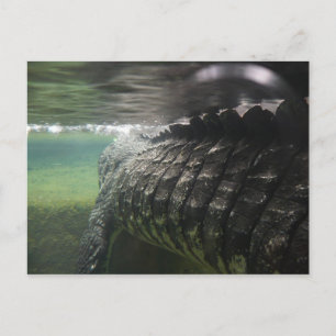 Postal Gran cocodrilo