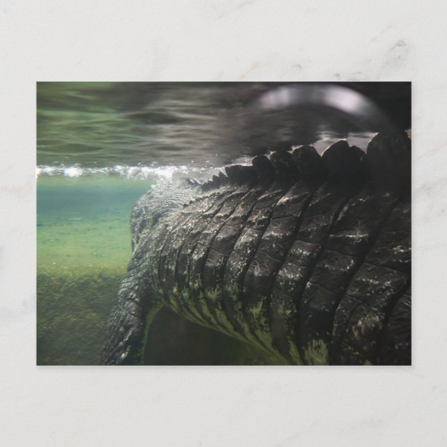 Postal Gran cocodrilo (Anverso)