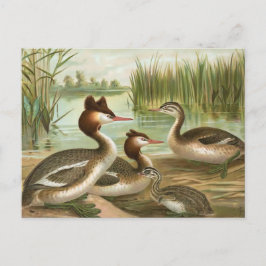 Postal Gran codicia de cebada