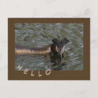 Gran Costra de Grasa. HELLO Postcard