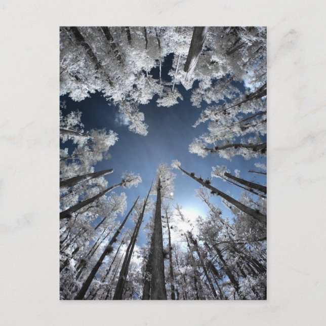 Postal Gran Cypress (Anverso)