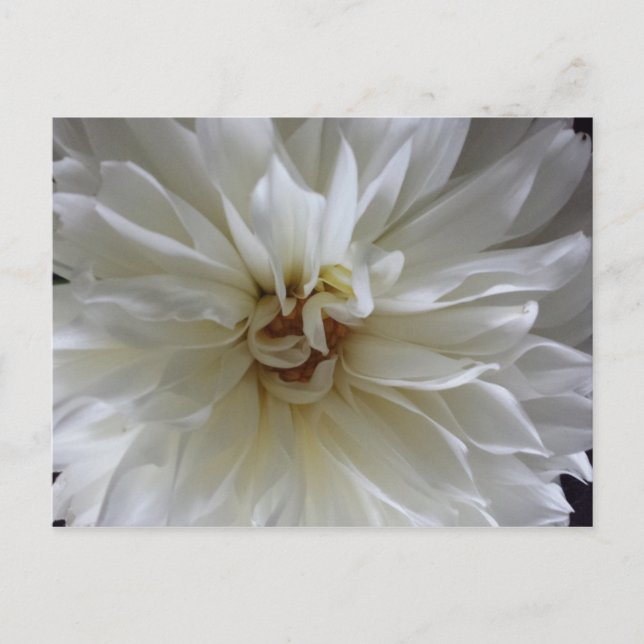 Postal Gran Dahlia 1 - brainfart educado (Anverso)