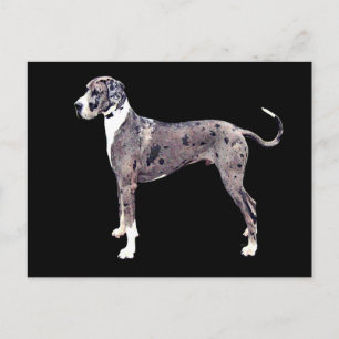Postal Gran Dane Merle 'Heffner'