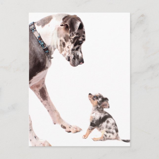 Postal Gran dane y chihuahua (Anverso)