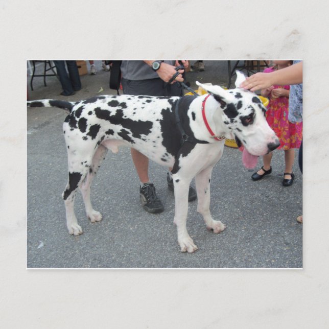 Postal Gran danés (Anverso)