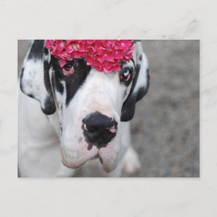 Postal Gran danés con flores
