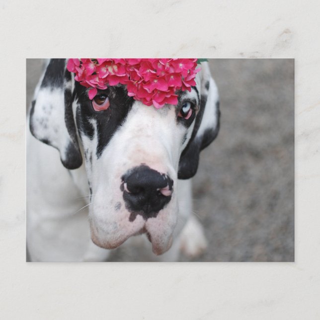 Postal Gran danés con flores (Anverso)