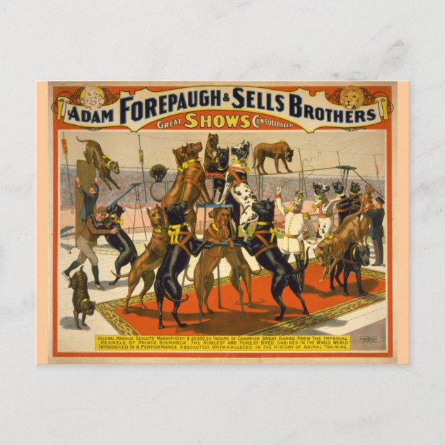 Postal Gran danés/Poster de circo de perros (Anverso)