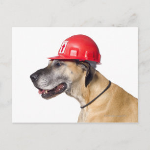 Postal Gran danesa con casco rojo de construcción