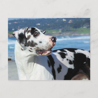 Postal Gran dano - Harlequin - Bogey