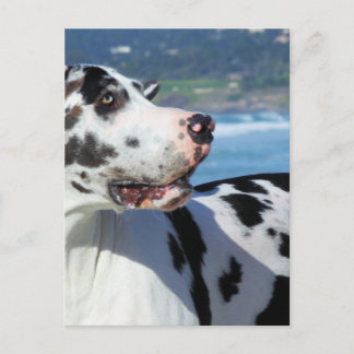 Postal Gran dano - Harlequin - Bogey