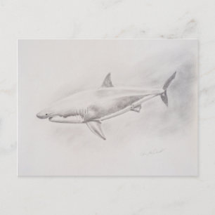 Postal Gran dibujo de tiburón blanco