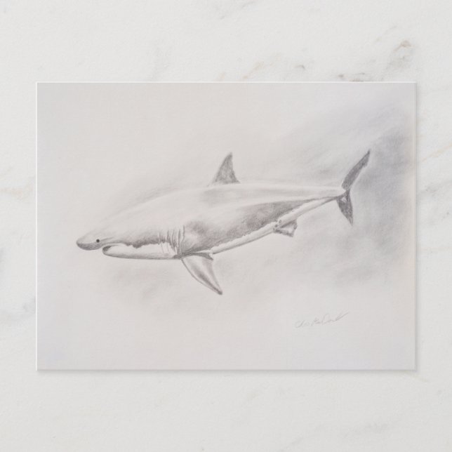 Postal Gran dibujo de tiburón blanco (Anverso)