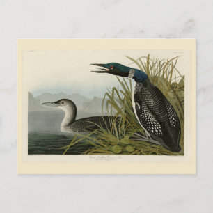 Postal Gran Diver del Norte Loon Aves Audubon de América