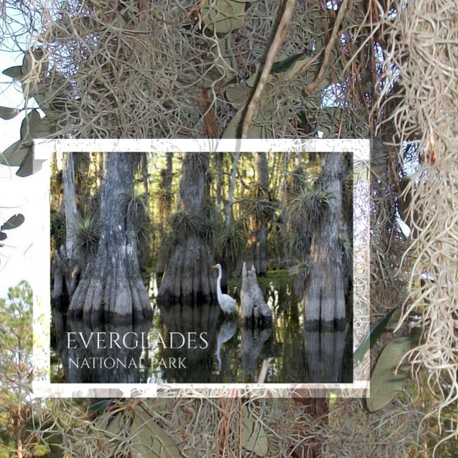 Postal Gran Egreda Blanco, Ciprés Calvo, Everglades NP (Subido por el creador)
