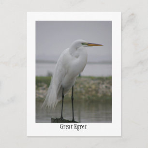 Postal Gran Egret