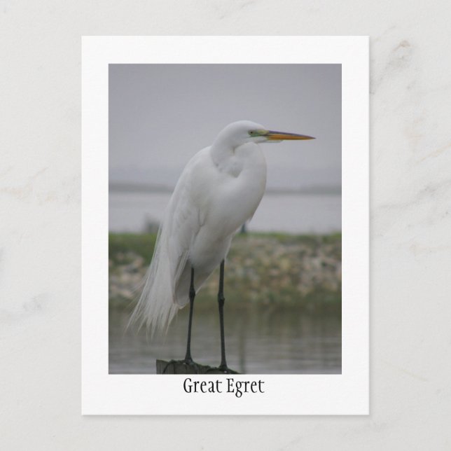 Postal Gran Egret (Anverso)
