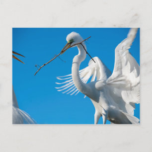 Postal Gran Egret