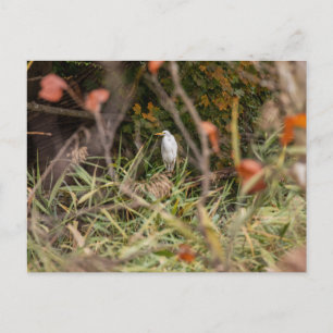 Postal Gran Egret