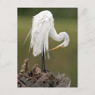 Postal Gran Egret