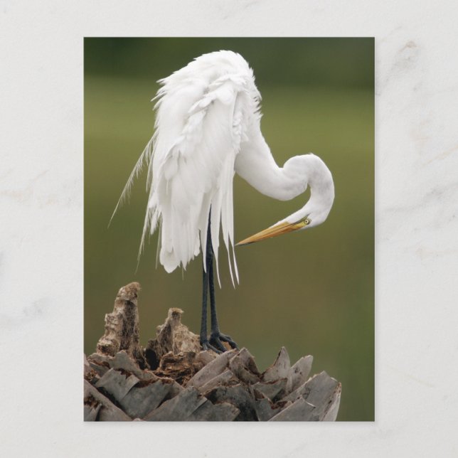 Postal Gran Egret (Anverso)
