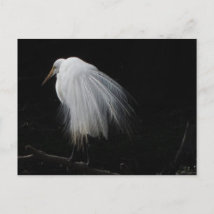 Postal Gran Egret