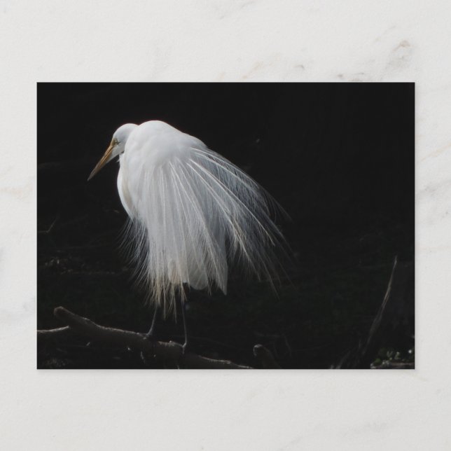 Postal Gran Egret (Anverso)