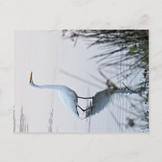 Postal Gran Egret