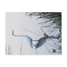 Gran Egret
