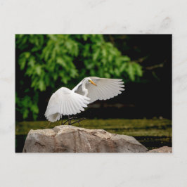 Postal Gran Egret