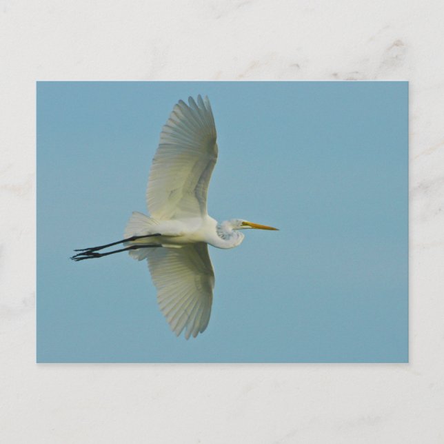 Postal Gran Egret (Anverso)
