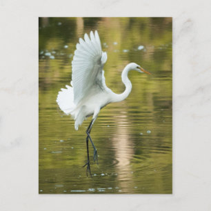 Postal Gran Egret Blanco