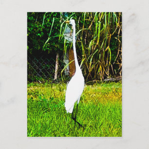 Postal Gran Egret Blanco