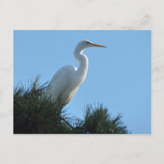 Postal Gran Egret en la soleada Florida